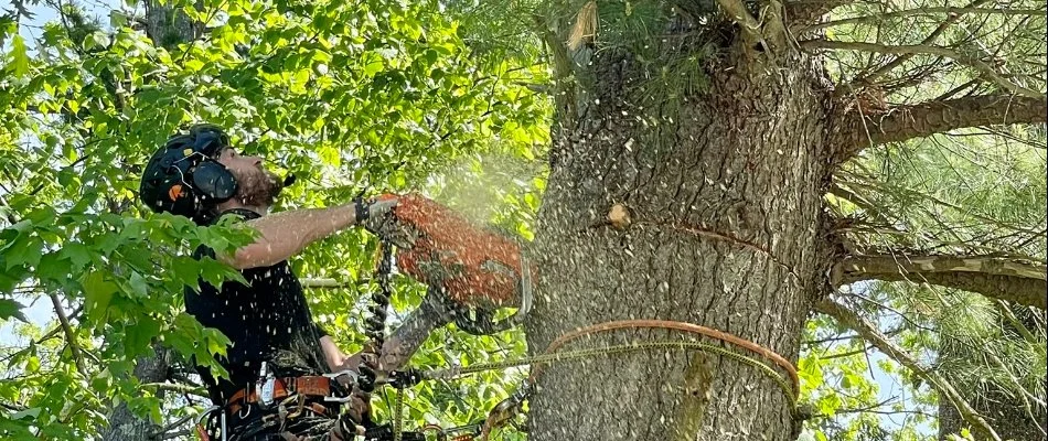 Worker in Boston, MA, using a chainsaw to cut a tree.