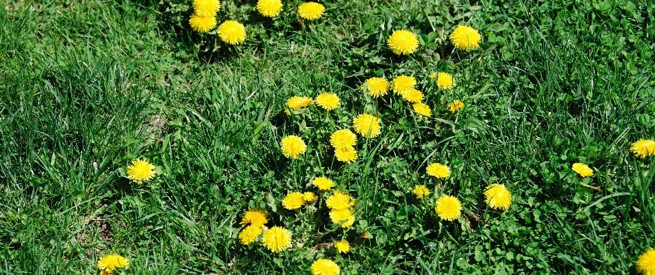 Yellow dandelions on a lawn in Boston, MA.